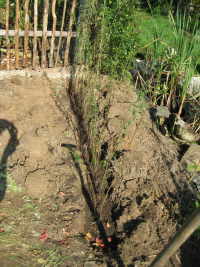Ligusterhecke pflanzen